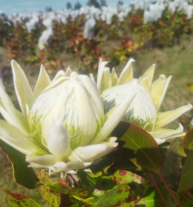 paseos -w11